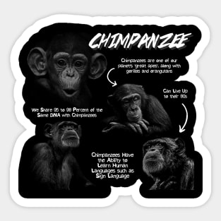 Chimpanzee Fun Facts Sticker